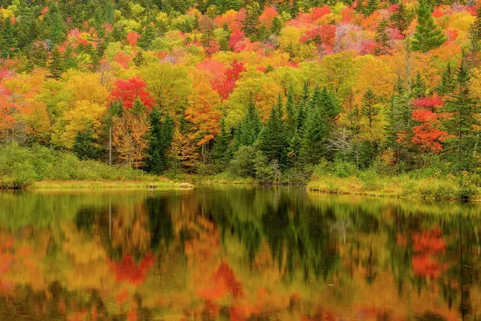 Framed Print : Autumn reflections in Willey Pond, Crawford Notch State Park, New Hampshire, USA Framed Print : Autumn reflections in Willey Pond, Crawford Notch State Park, New Hampshire, USA