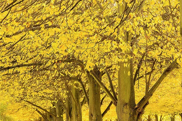 Autumn in Regent's Park, London, England, UK