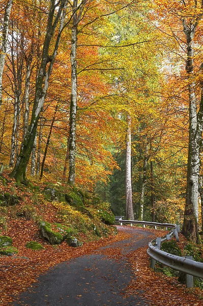 Autumn road, Bagni di Masino forest, Val Masino, Sondrio province, Valtellina, Lombardy