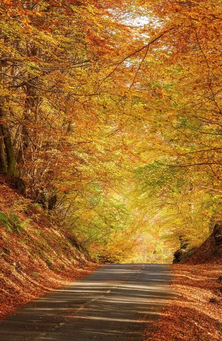Framed Print : Autumn road in the forest. Piano delle Alpi, Cerano d'Intelvi, intelvi valley (val d'Intelvi), Como province, Lombardy, Italy Framed Print : Autumn road in the forest. Piano delle Alpi, Cerano d'Intelvi, intelvi valley (val d'Intelvi), Como province, Lombardy, Italy