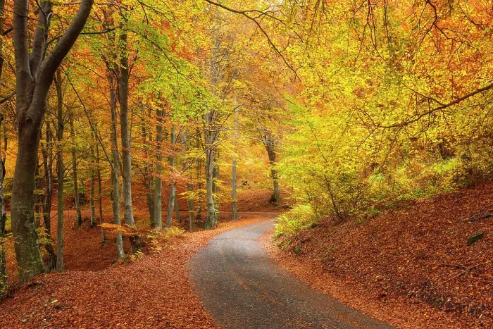 Framed Print : Autumn road in the forest. Ponna Superiore, Intelvi valley (val d'Intelvi), Como province, Lombardy, Italy Framed Print : Autumn road in the forest. Ponna Superiore, Intelvi valley (val d'Intelvi), Como province, Lombardy, Italy