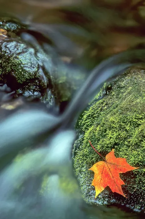 Framed Print : Autumn Sugar Maple leaf caught on a mossy rock in the Boyne River in the Beaver Valley near Flesherton, Ontario, Canada Framed Print : Autumn Sugar Maple leaf caught on a mossy rock in the Boyne River in the Beaver Valley near Flesherton, Ontario, Canada