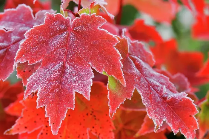 Framed Print : Autumn sugar maple leaves and frost, Muskoka, Ontario, Canada Framed Print : Autumn sugar maple leaves and frost, Muskoka, Ontario, Canada