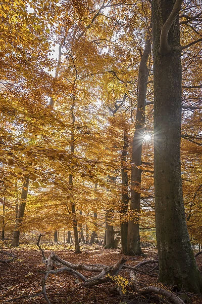 Autumn sun in the Bucherwald im Taunus, Niedernhausen, Hesse, Germany