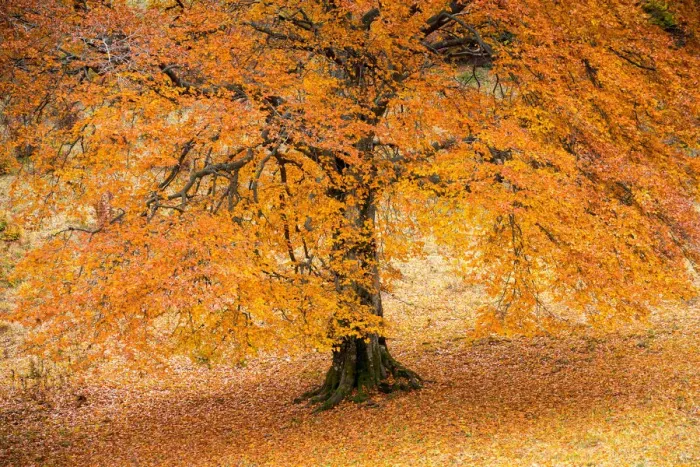 Framed Print : Autumn tree in Baremone, Province of Brescia, Lombardy, Italy