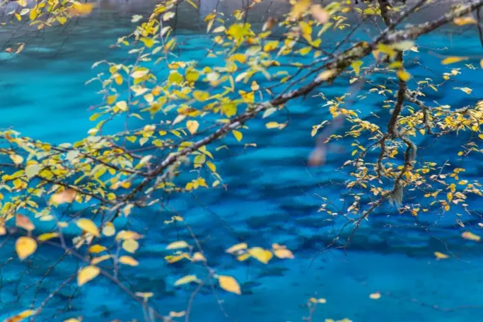 Framed Print : Autumn tree & lake, Jiuzhaigou National Park, Sichuan Province, China
