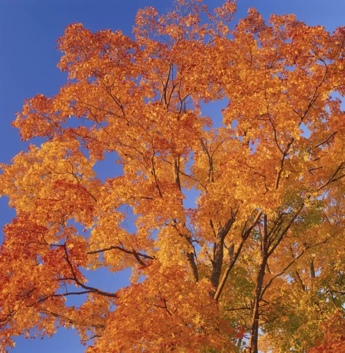 Framed Print : Autumn Tree, Vermont, USA Framed Print : Autumn Tree, Vermont, USA