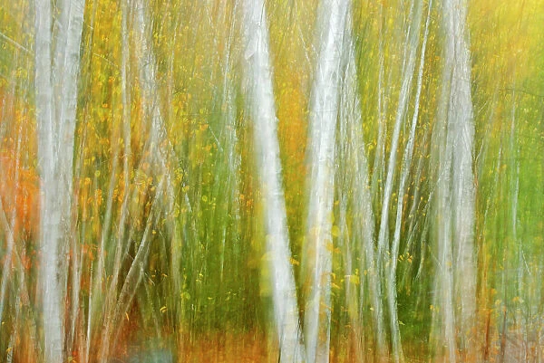 Autumn trees abstracted (double exposure and ICM - intentional camera movement). Onaping, Ontario, Canada