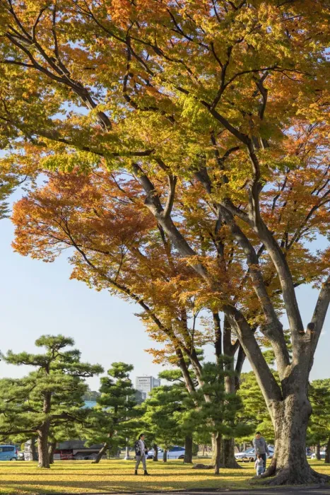Framed Print : Autumn trees in Hibiya Park, Tokyo, Japan