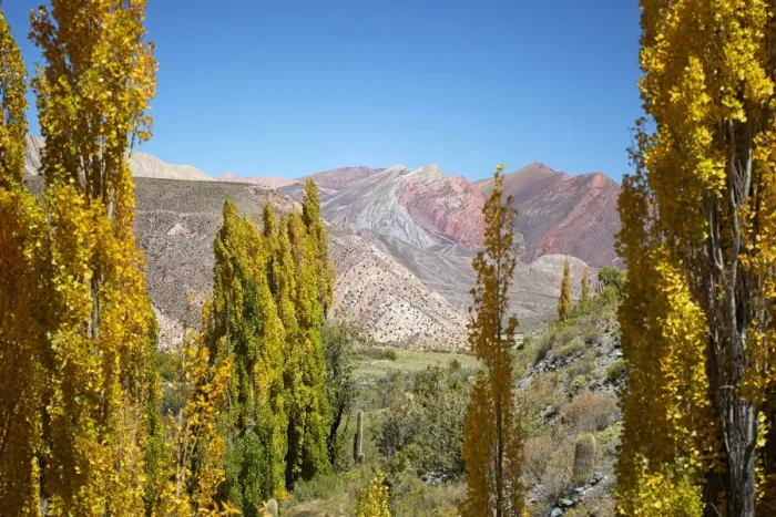 Framed Print : Autumn trees with the Hornocal (14 colours mountain) in the background, Cianzo Valley Framed Print : Autumn trees with the Hornocal (14 colours mountain) in the background, Cianzo Valley