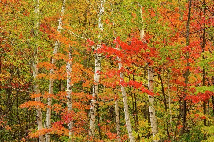 Framed Print : Autumn Trees, New Hampshire, USA Framed Print : Autumn Trees, New Hampshire, USA