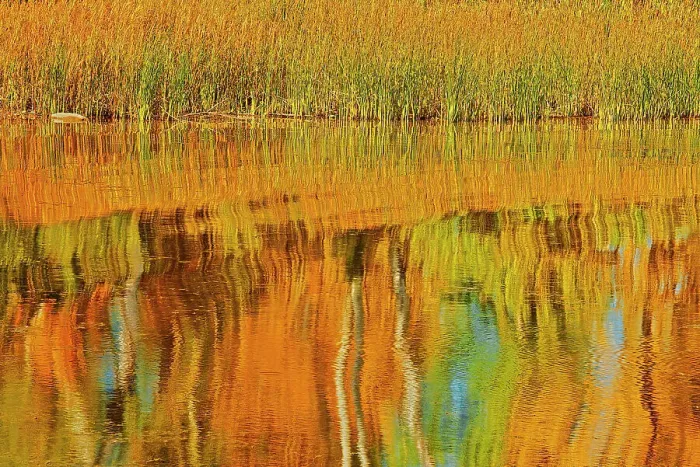 Framed Print : Autumn trees reflected in Lake Winnipeg Seymourville Manitoba, Canada Framed Print : Autumn trees reflected in Lake Winnipeg Seymourville Manitoba, Canada