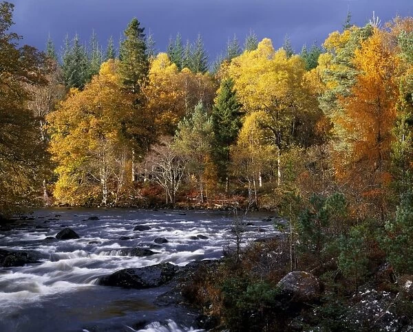 Autumn trees on River Garry