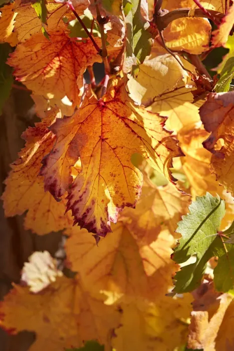 Framed Print : Autumn vine leaves at the Bodega Colomewinery, near Molinos Framed Print : Autumn vine leaves at the Bodega Colomewinery, near Molinos