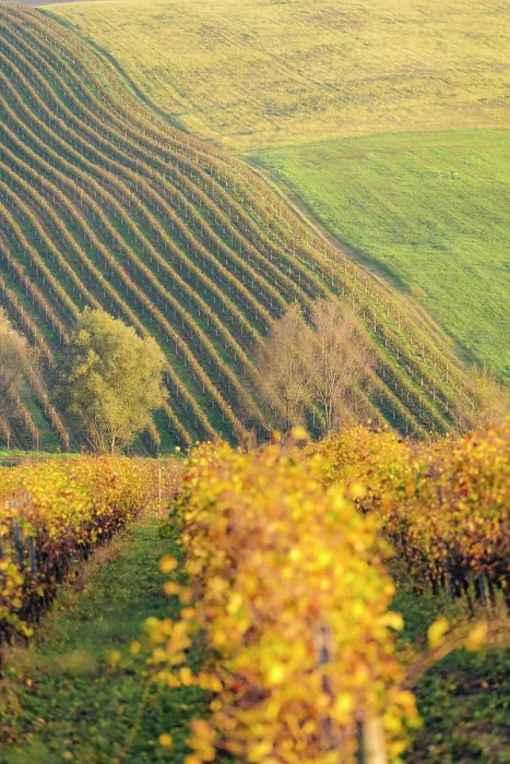 Framed Print : Autumn vineyard rows on hillside. Beautiful fall colors in Colli Piacentini, Piedmont, Italy Framed Print : Autumn vineyard rows on hillside. Beautiful fall colors in Colli Piacentini, Piedmont, Italy
