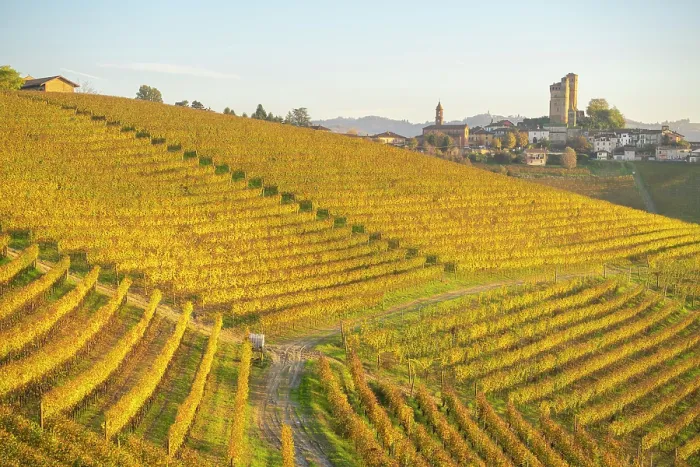 Framed Print : Autumn vineyards in Langhe, Piedmont, Italy