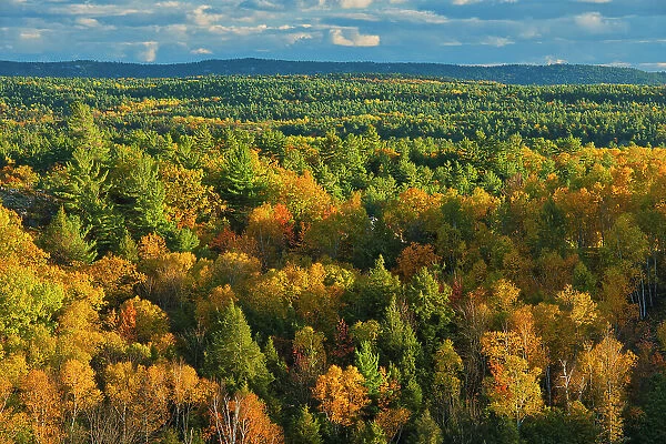 Autumn in the White pine, hemlock northern hardwoods forest Near Willisville, Ontario, Canada