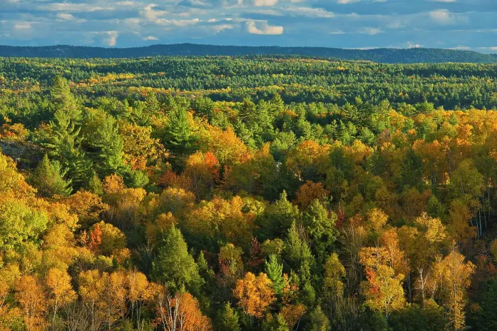 Framed Print : Autumn in the White pine, hemlock northern hardwoods forest Near Willisville, Ontario, Canada Framed Print : Autumn in the White pine, hemlock northern hardwoods forest Near Willisville, Ontario, Canada