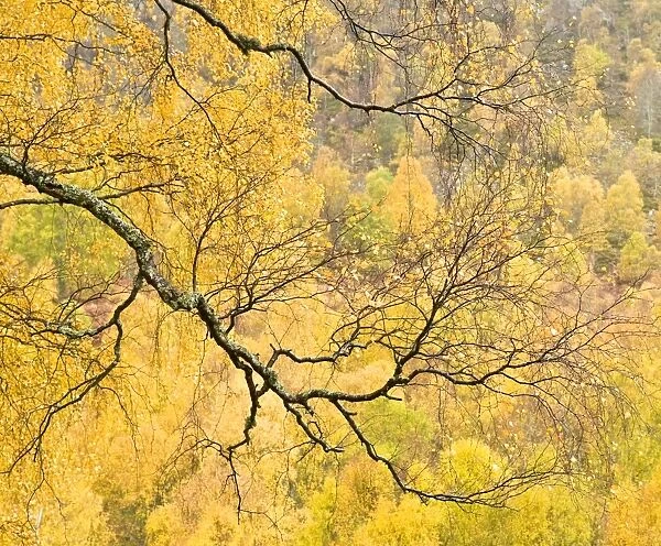Autumn wood, Cairngorms National Park, Highlands, Scotland, UK