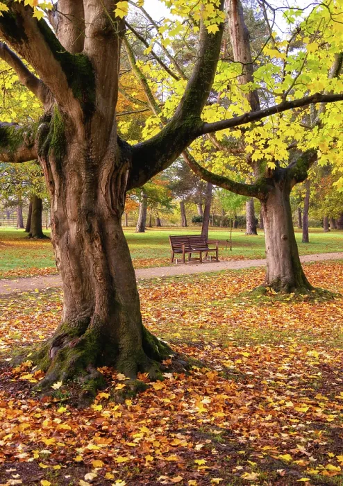 Framed Print : Autumn in Woodland Gardens of Bushy Park, London, England Framed Print : Autumn in Woodland Gardens of Bushy Park, London, England