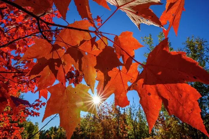 Framed Print : Autumn woodland- red maple leaves and sunstar, Greter Sudbury, Ontario, Canada Framed Print : Autumn woodland- red maple leaves and sunstar, Greter Sudbury, Ontario, Canada