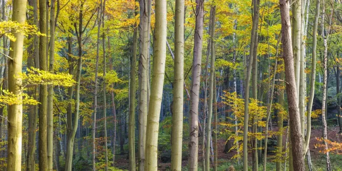 Framed Print : Autumn woodland, Saxon Switzerland, Saxony, Germany Framed Print : Autumn woodland, Saxon Switzerland, Saxony, Germany