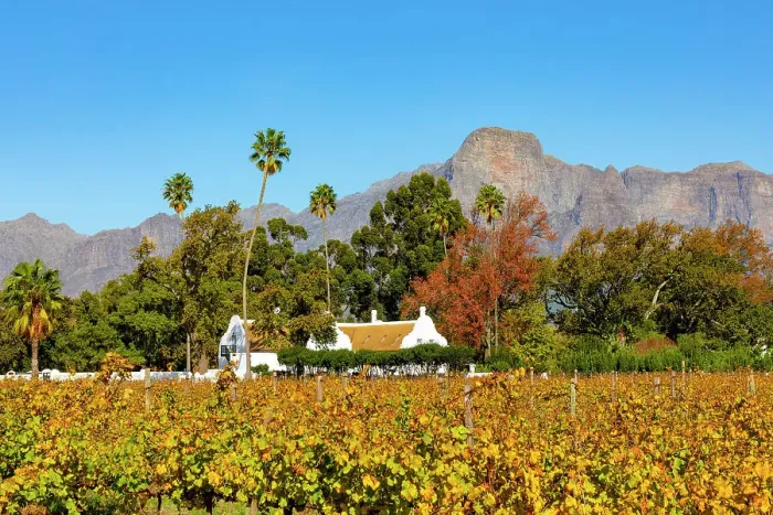 Framed Print : Autumnal Colours at Allee Bleue Vineyard, Franschhoek, Western Cape Province, South Africa