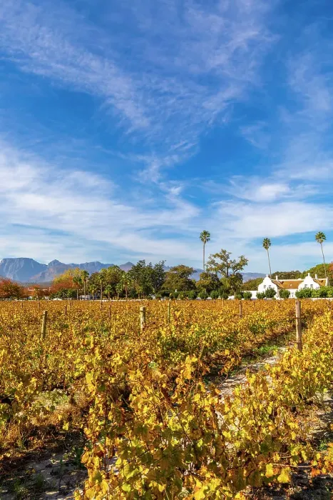 Framed Print : Autumnal Colours at Allee Bleue Vineyard, Franschhoek, Western Cape Province, South Africa Framed Print : Autumnal Colours at Allee Bleue Vineyard, Franschhoek, Western Cape Province, South Africa