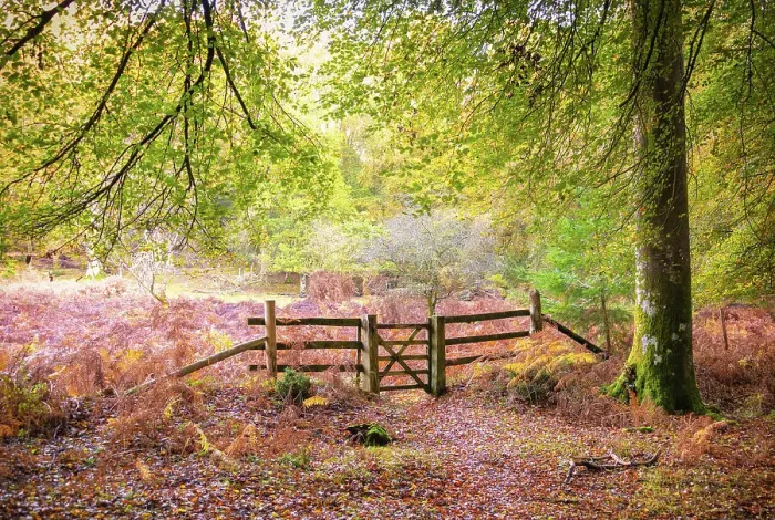 Framed Print : Autumnal colours in Bolderwood, New Forest National Park, Hampshire, England Framed Print : Autumnal colours in Bolderwood, New Forest National Park, Hampshire, England