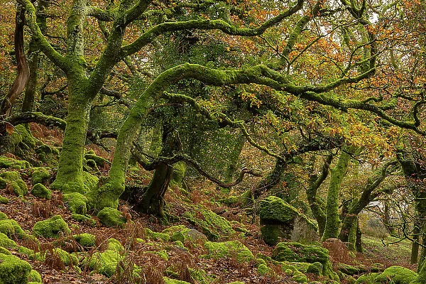 Autumnal deciduous woodland in Dartmoor National Park, Devon, England. Autumn (November) 2023