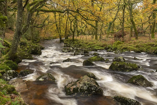 Autumnal foliage in Cadworthy Wood on the banks of the River Plym, Dartmoor National Park