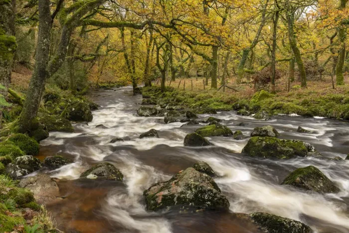 Framed Print : Autumnal foliage in Cadworthy Wood on the banks of the River Plym, Dartmoor National Park