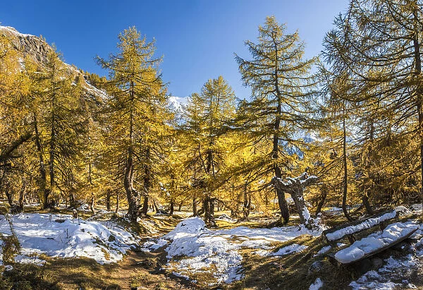 Autumnal larch forest in the Kodnitztal, Kals am Groszglockner, East Tyrol, Tyrol, Austria