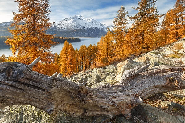 Autumnal larches frame piz da la Margna mount, lake Sils, Engadine, Canton of Graubunden