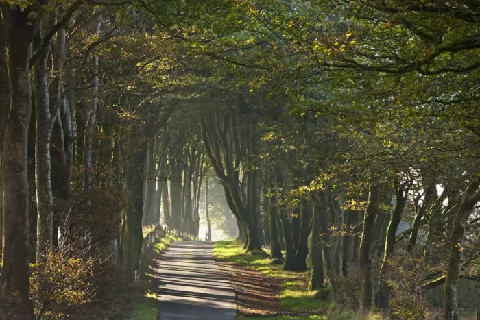 Framed Print : Autumnal tree lined lane, Dartmoor, Devon, England. Autumn Framed Print : Autumnal tree lined lane, Dartmoor, Devon, England. Autumn
