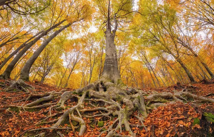 Framed Print : Autumnal trees in the forest. Ponna Superiore, Intelvi valley (val d'Intelvi), Como province, Lombardy, Italy Framed Print : Autumnal trees in the forest. Ponna Superiore, Intelvi valley (val d'Intelvi), Como province, Lombardy, Italy