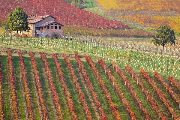 Autumnal view of the countryside and vineyards near Levizzano Rangone