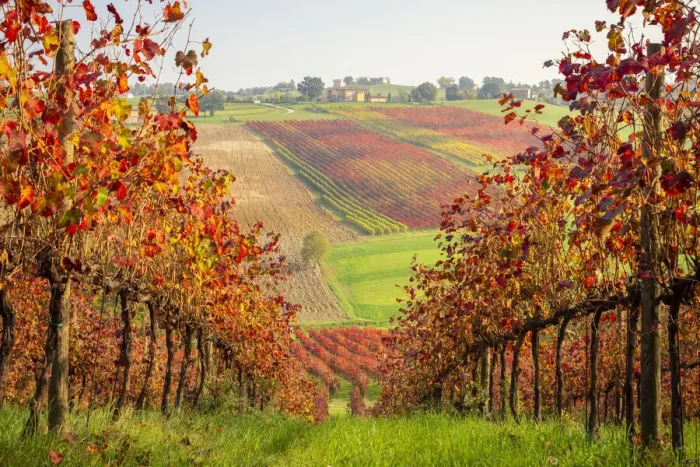 Framed Print : Autumnal view of the countryside and vineyards near Levizzano Rangone Framed Print : Autumnal view of the countryside and vineyards near Levizzano Rangone