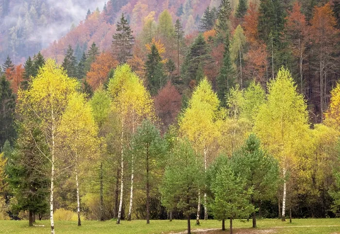 Framed Print : Autumnal woodland, Lake Jasna, near Kranjska Gora, Slovenia Framed Print : Autumnal woodland, Lake Jasna, near Kranjska Gora, Slovenia