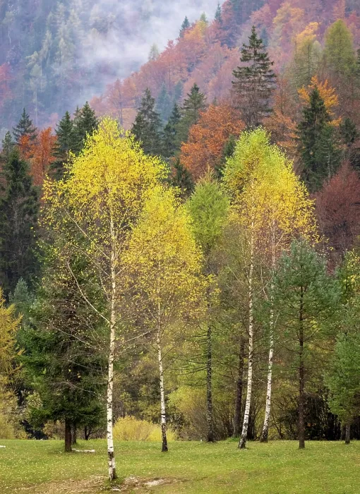 Framed Print : Autumnal woodland, Lake Jasna, near Kranjska Gora, Slovenia Framed Print : Autumnal woodland, Lake Jasna, near Kranjska Gora, Slovenia