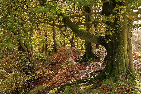 Autumnal woodland in Scaleber Wood, Yorkshire Dales National Park, Skipton, North Yorkshire, England. Autumn (November) 2022