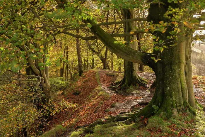 Framed Print : Autumnal woodland in Scaleber Wood, Yorkshire Dales National Park, Skipton, North Yorkshire, England. Autumn (November) 2022 Framed Print : Autumnal woodland in Scaleber Wood, Yorkshire Dales National Park, Skipton, North Yorkshire, England. Autumn (November) 2022