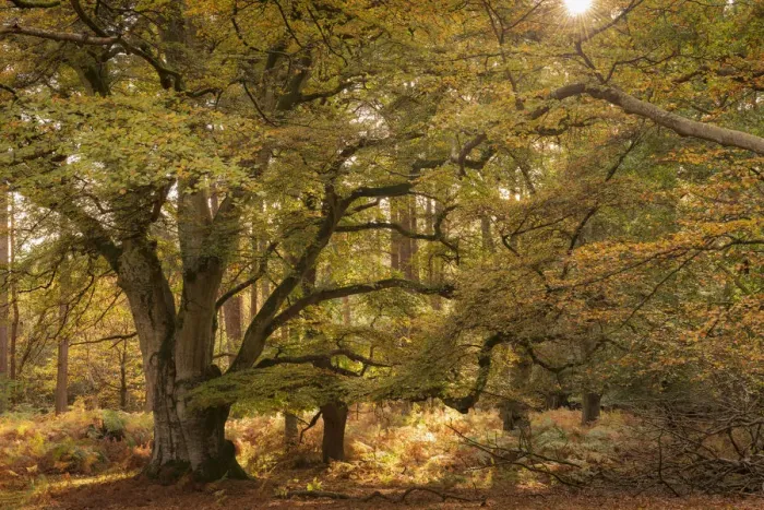 Framed Print : Autumnal woodland scene at Bolderwood, New Forest National Park, Hampshire, England