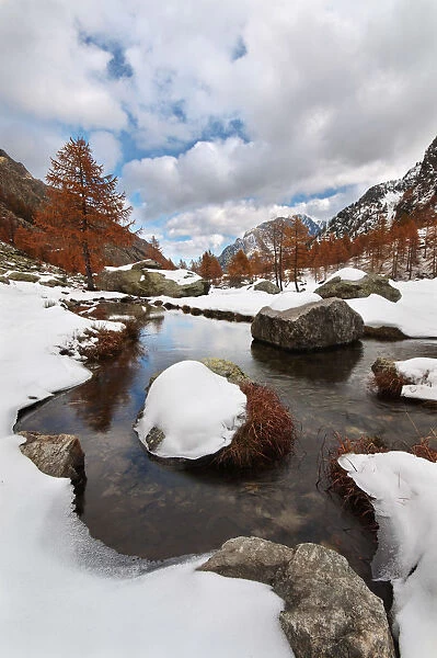 Autumnals snow, with coloured larches and a little river, plane of Valasco, Marittime
