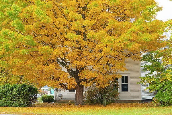 Aututmn tree, Newfane, Vermont, USA