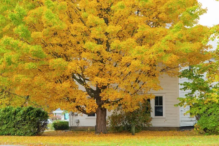 Framed Print : Aututmn tree, Newfane, Vermont, USA