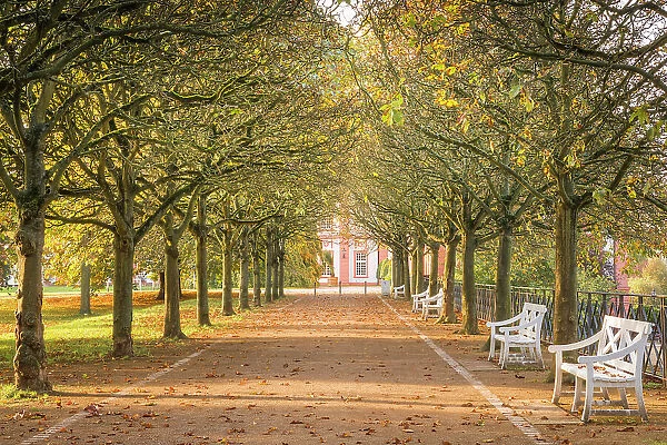 Avenue in autumn at Biebrich Castle, Wiesbaden, Hesse, Germany