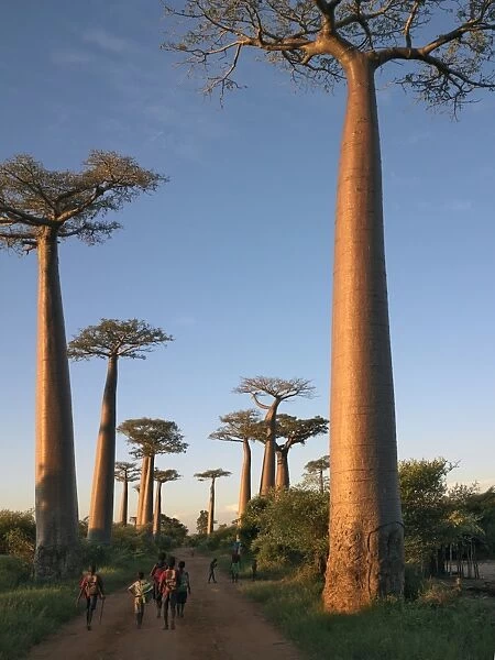 The Avenue of Baobabs