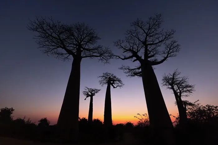 Framed Print : Avenue of the Baobabs, Morondava, Madagascar Framed Print : Avenue of the Baobabs, Morondava, Madagascar