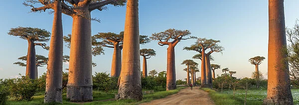 Avenue of the Baobabs (UNESCO World Heritage site), Madagascar